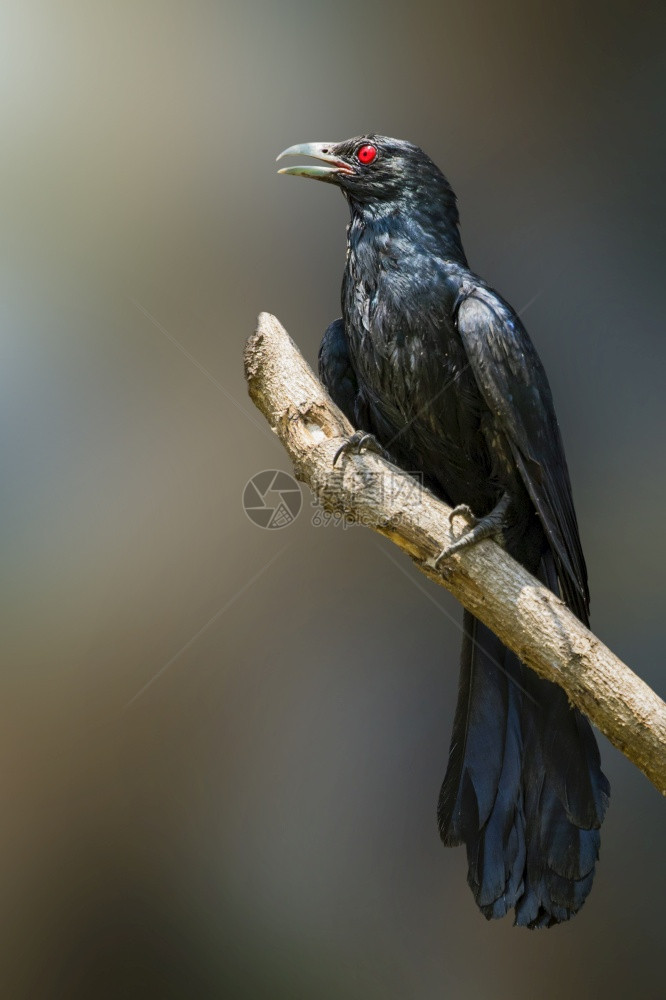 在自然背景的树枝上拍摄亚洲鸟类雄的照片Eudynamysscolopacheus鸟类动物图片