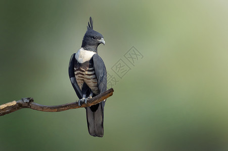 BlackbazaAviedaleuphotes的图片印在自然背景的树枝上FalcoBird动物背景图片