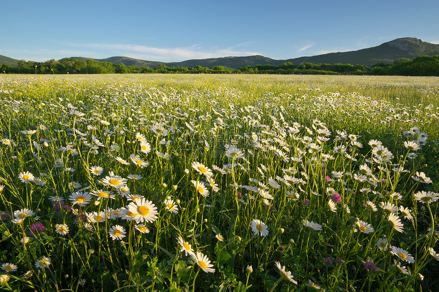山地草原上的春菊花美丽风景图片