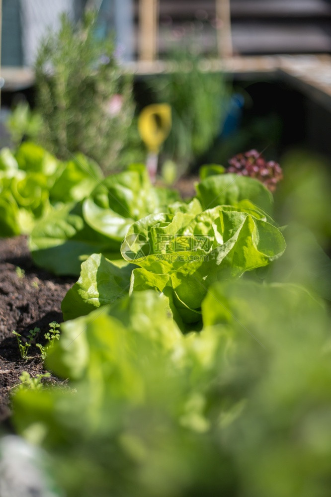 沙拉蔬菜和草药在高大的床上新鲜植物和土壤图片