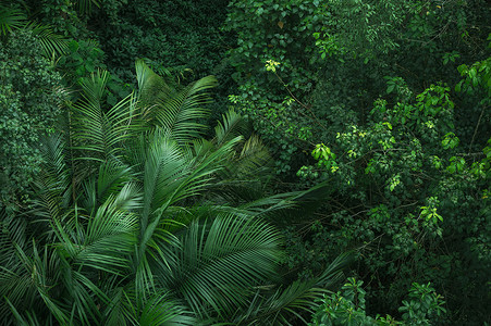 具有热带森林背景自然与野生树冠结合的地球日概念图片