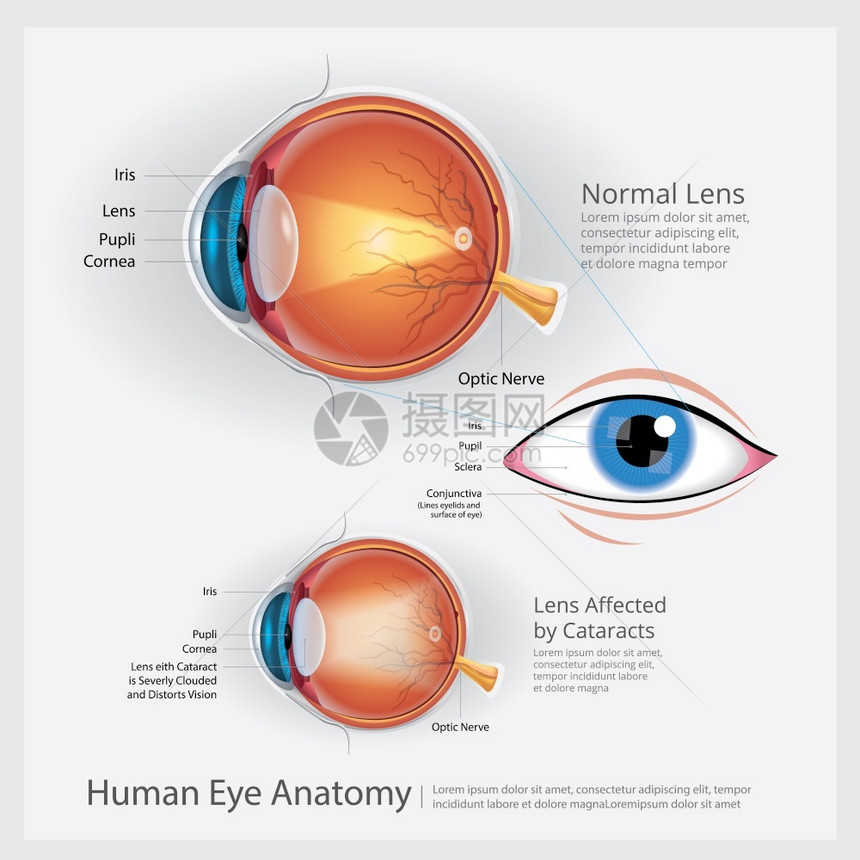 人类眼球解剖矢量说明图片