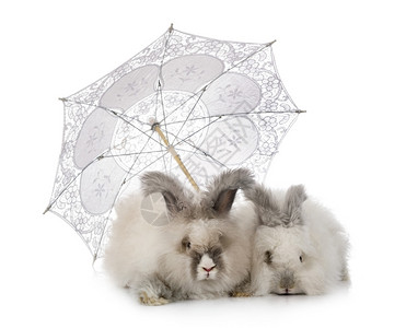 兔子雨伞在白色背景面前的英语安戈拉斯Name背景