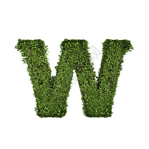 长春藤种植叶子绿色爬行树丛和形成字母W的葡萄藤英文字母体符与白色自然生长和态环境概念隔离背景图片