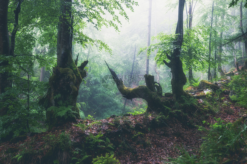 明雾雨日的绿夏林图片