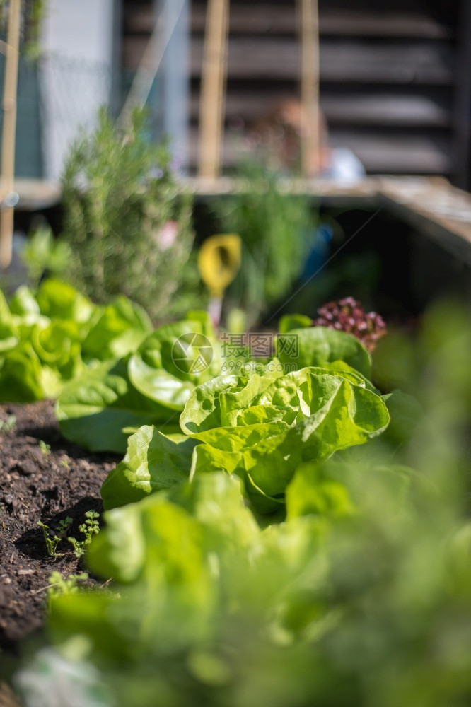 沙拉蔬菜和草药在高大的床上新鲜植物和土壤图片