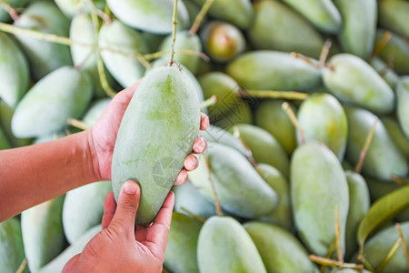 手持绿色芒果供销售在泰国水果市场上买热带的高清图片素材
