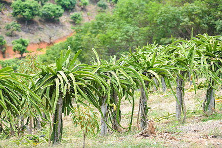 泰国山地农业龙果的热带夏令果园中龙树图片