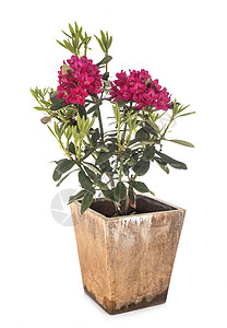 白色背景前的粉红Rhododendron背景图片