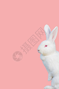 粉红色背景的小白兔可爱背景图片