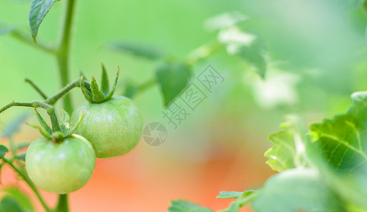 未成熟西红柿植物农业有机的绿番茄花园里种植阳光新鲜的绿色淡西红柿背景