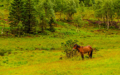 宁静的草原上一匹放牧的马图片