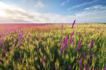 小麦草原上的春紫花美丽自然景观图片