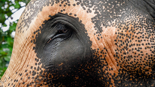 大象鼻子花洒动物情感和残忍待遇的概念印第安人大象眼泪的近距离形象动物情绪和残忍待遇的概念背景