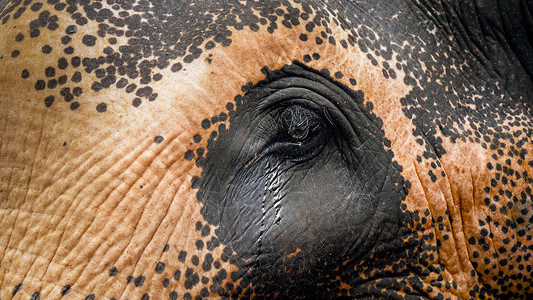 大象鼻子花洒印地安大象哭泣的近照动物眼泪从中流下背景