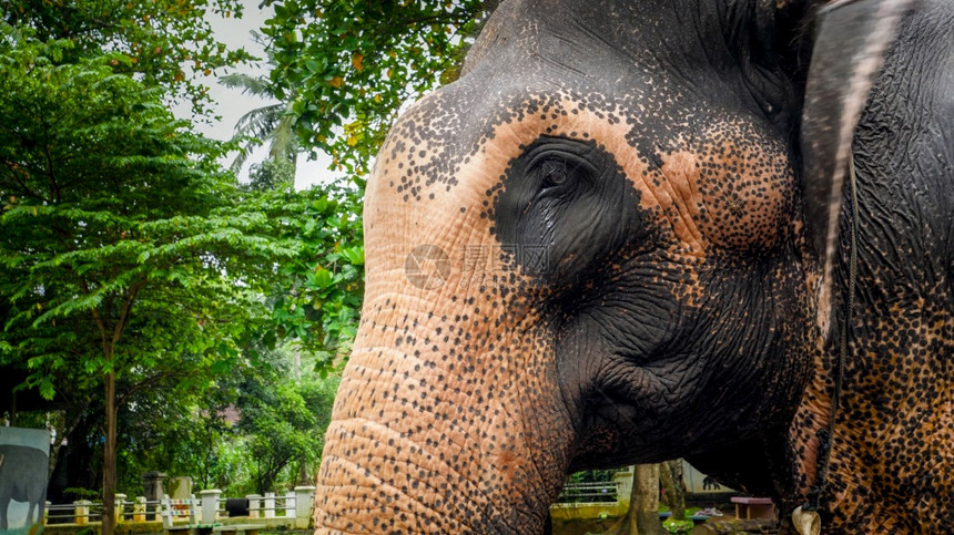 在热带雨林中成年印度大象头对热带雨林的图像图片