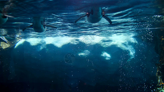 水族馆企鹅浮冰山和动物园中游冰山和动企鹅的底部图像背景