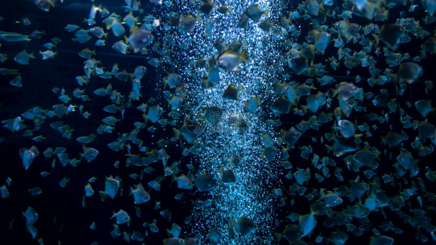 在动物园水族馆游泳的大型鱼类学校动物园水族馆游泳的大型鱼类学校图片