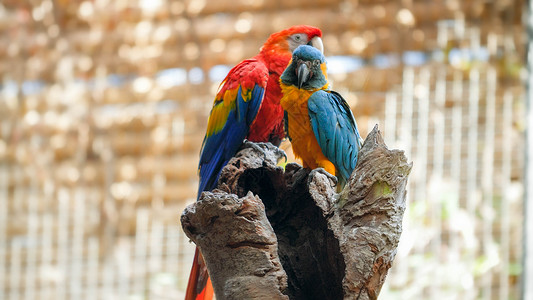 两只美丽的金刚鹦鹉坐在动物园笼的树顶上背景图片