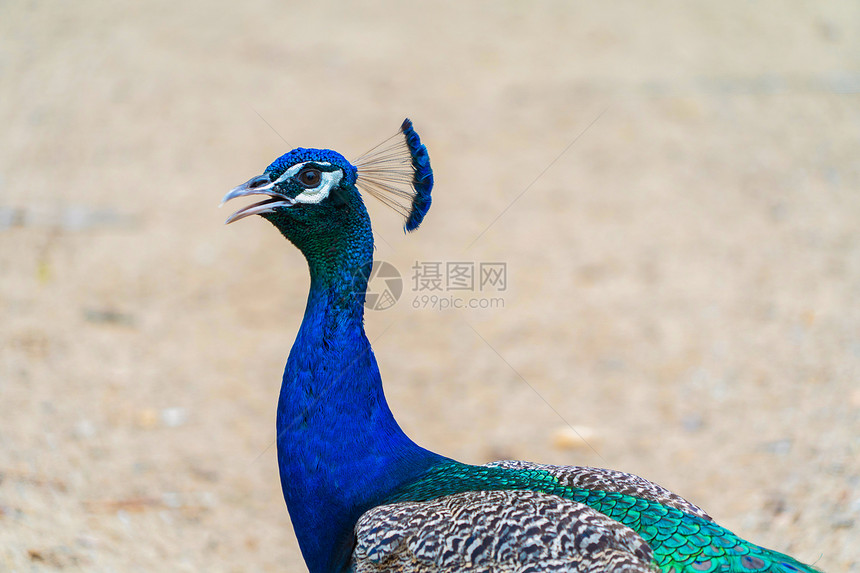 孔雀鸟在动物园公里展露出散漫的尾羽和多彩毛图片
