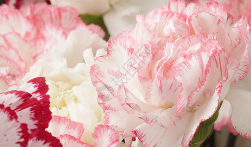 粉红白康乃馨花束图片