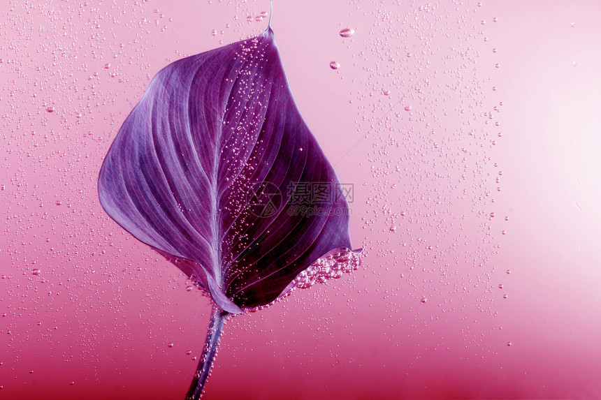 紫色叶子粉红水滴饱和颜自然背景摘要图片