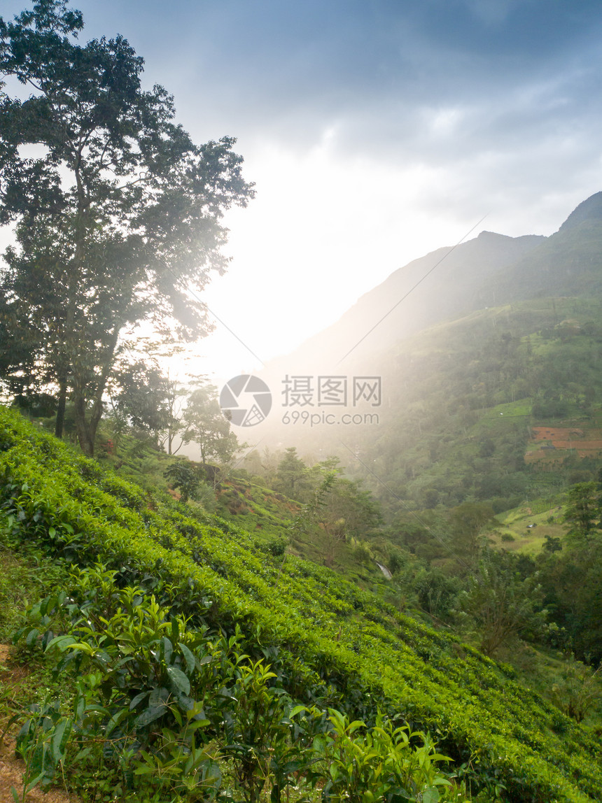 斯里兰卡山区坡上的茶叶种植园风景美丽图片