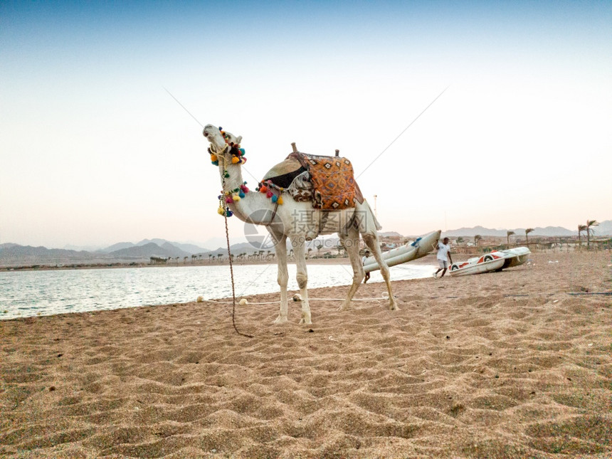 白色骆驼的美丽照片白骆驼的美丽照片其装饰马鞍站在海边沙滩上白色骆驼的美丽图像其装饰马鞍站在海边沙滩上图片