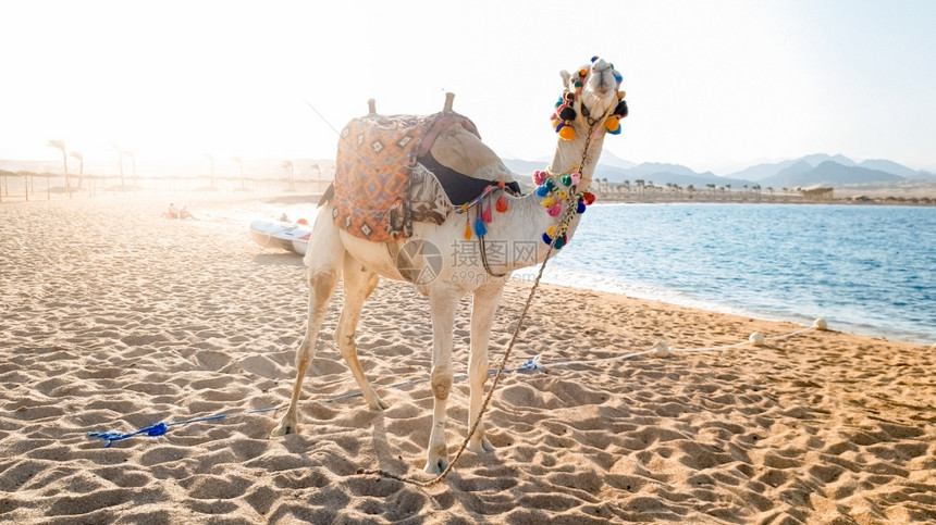 白色骆驼的美丽照片在海滨沙滩上站立在装饰着马鞍的白色骆驼用于埃及和土耳其的游客骑马和娱乐白色骆驼的美丽形象装饰着马鞍的白色骆驼站图片