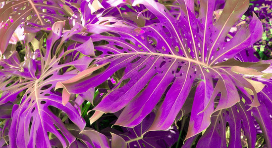 有热带怪兽植物的森林自然背景紫外线内酯图片