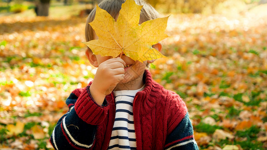 男孩拿着黄色的图画树叶图片