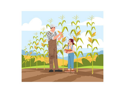 农场父亲和女儿玉米地收割玉米矢量插画背景高清图片素材