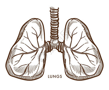 人体肺呼吸系统矢量插画图片