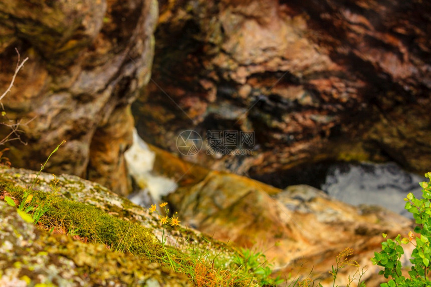 黄花诺维吉亚山区的春或夏季背景中的石岩背景上的黄花图片