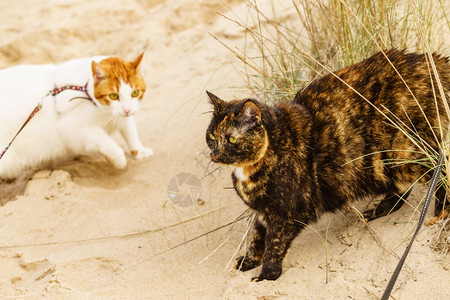两只猫在海滩上户外玩两只猫在海滩上图片