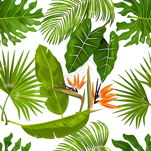 丛林叶子棕榈植物矢量元素背景图片