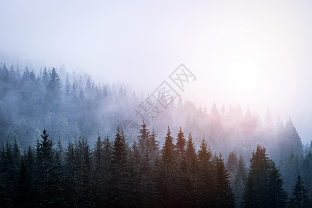 清晨的雾森林奇观和神的氛围背景图片