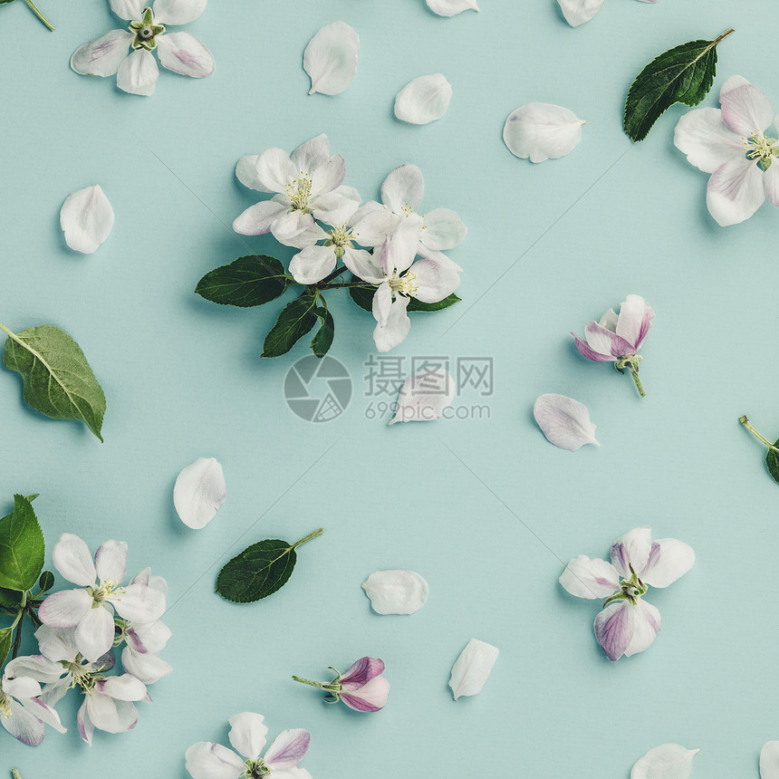 春花背景纹理和壁纸白苹果花在浅蓝色背景顶视平地的鲜花上白苹果在浅蓝色背景上图片