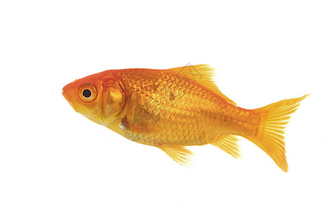白色背景前的红金鱼图片