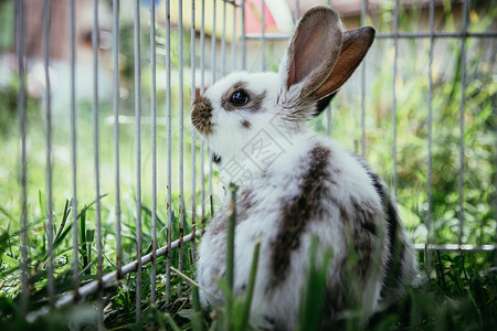 小兔子家小兔子坐在户外绿草春天背景