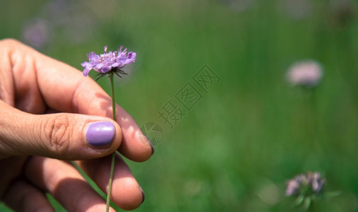 穿紫色指甲的女人手里拿着紫花图片