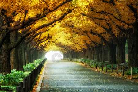 美丽的树下大隧道路背景图片