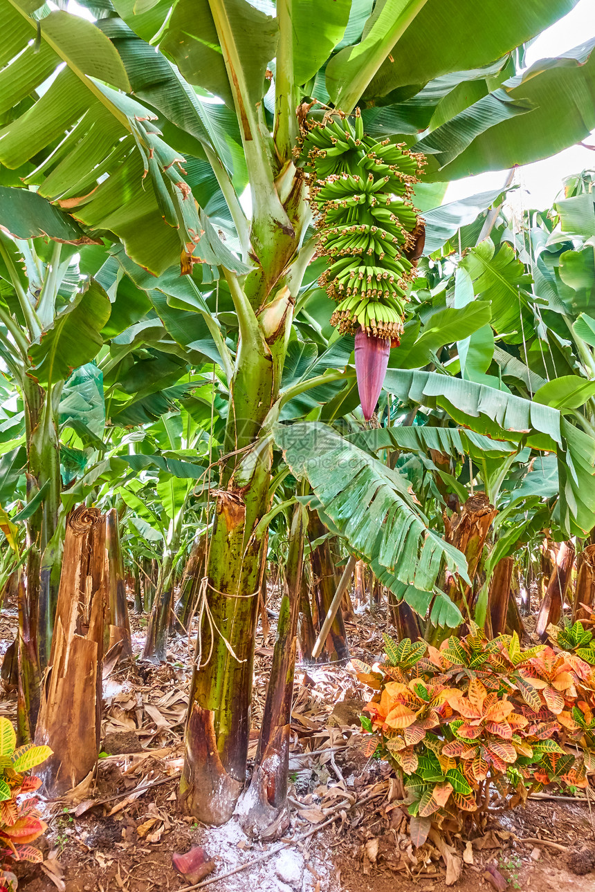 香蕉种植园香蕉的树图片