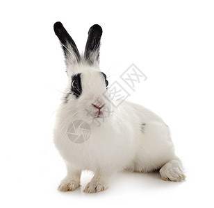 黑色兔子白色背景面前的英语斑点兔子背景