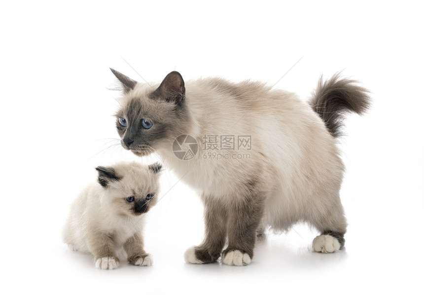 白种背景面前的婴儿小猫和母图片
