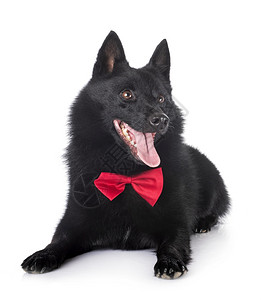 白色背景前纯的Schipperke图片