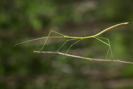 树枝上的刺状巨棒昆虫图像自然背景昆虫动物图片