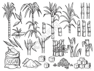 甘蔗矢量素材糖厂甘蔗种植场的农业生产甘蔗种植场的手工收集甘蔗成熟种植场的手工收集插画