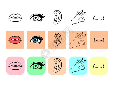 感官图标5个人类说明感官矢量口味和气线条颜色图标5个感官图标背景图片