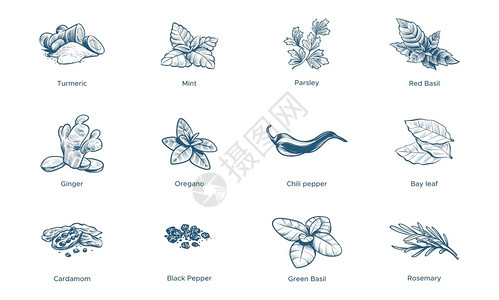 绘制图形香料和草药姜辣椒和黑胡红辣菜和黑叶薄荷卡通和迷迭香的线状古草图姜红菜和黑胡椒叶卡通和迷迭香的线状图形草香料和黄粉黑胡椒卡通迷迭香插画